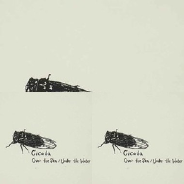 Cicada