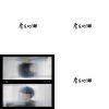 房客的貓
