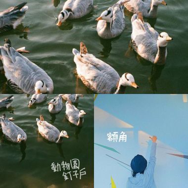 die in the lakeside