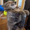 jazz黑怕
