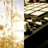 Lonuge Music