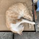 蕾蕾歌(●´⌓`●)