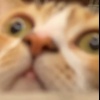 珂拉琪