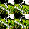 My Playlist