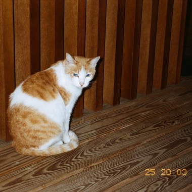狂野萌