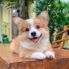 要死不死的情歌
