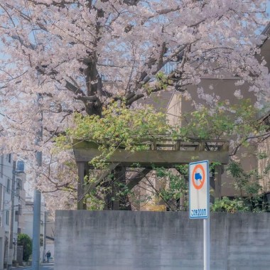 春 樱 日 和 。