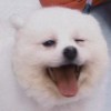 齁替ㄚ
