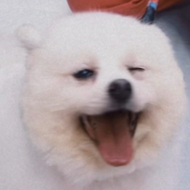 齁替ㄚ