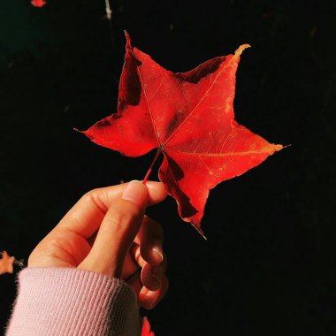 耳朵懷孕