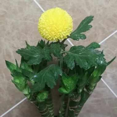我咧想您