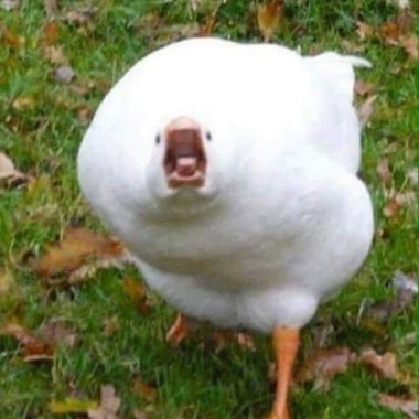 南無阿彌陀佛善哉善哉