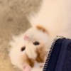 ʏᴜʏᴜ