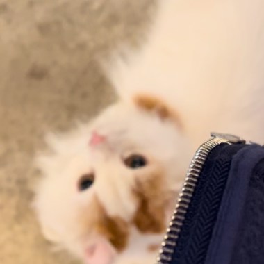 ʏᴜʏᴜ