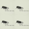 Cicada（Taiwan）