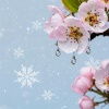 雪花梨 (Snow Pear)