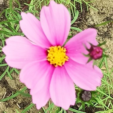 花仙子