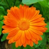 金盞花開