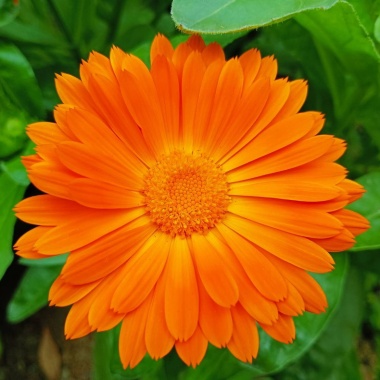 金盞花開