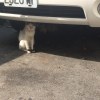 老貓偵探社
