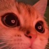 Jinbo