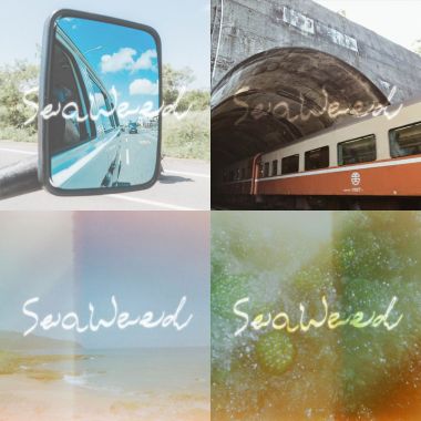 Seaweed藻