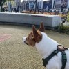我是你ㄉ他