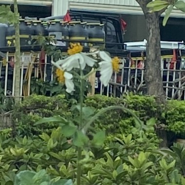 生命是
