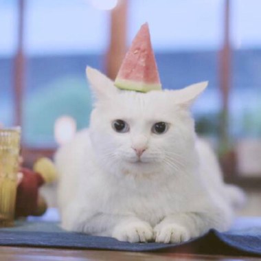 Cat Emotion!