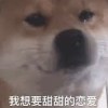 同是天涯暈船仔