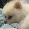 吾橋有水