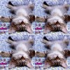 猫乐地 Cat's Melody