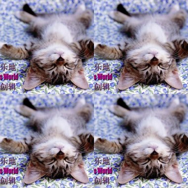 猫乐地 Cat's Melody