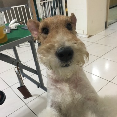 歌單