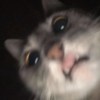Meow
