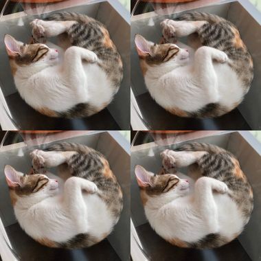噢歐歐