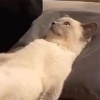 佛系更新