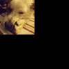 中文歌曲翻唱