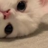 ( ՞- ࡇ-՞)ᐝ