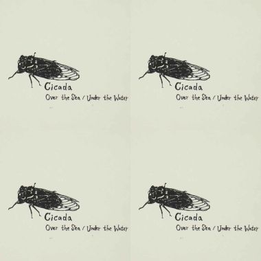 Cicada