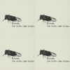 Cicada-Over the sea