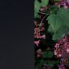 罌海花