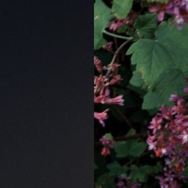 罌海花
