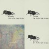 Cicada