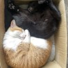 斯文閣下