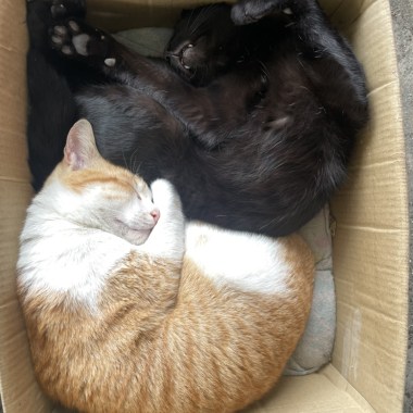 斯文閣下