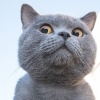 猫奴们前来觐见