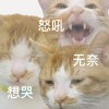 社畜加油站，打工人港湾