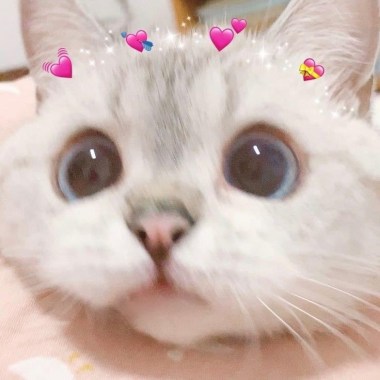 😻🌹