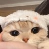 叽里呱啦